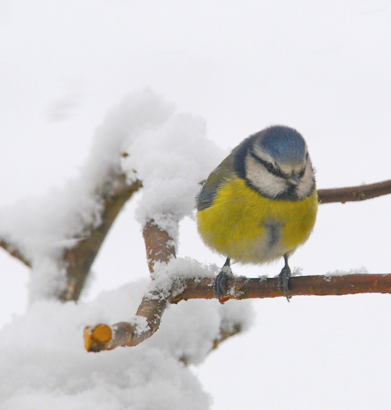 Snow Tits